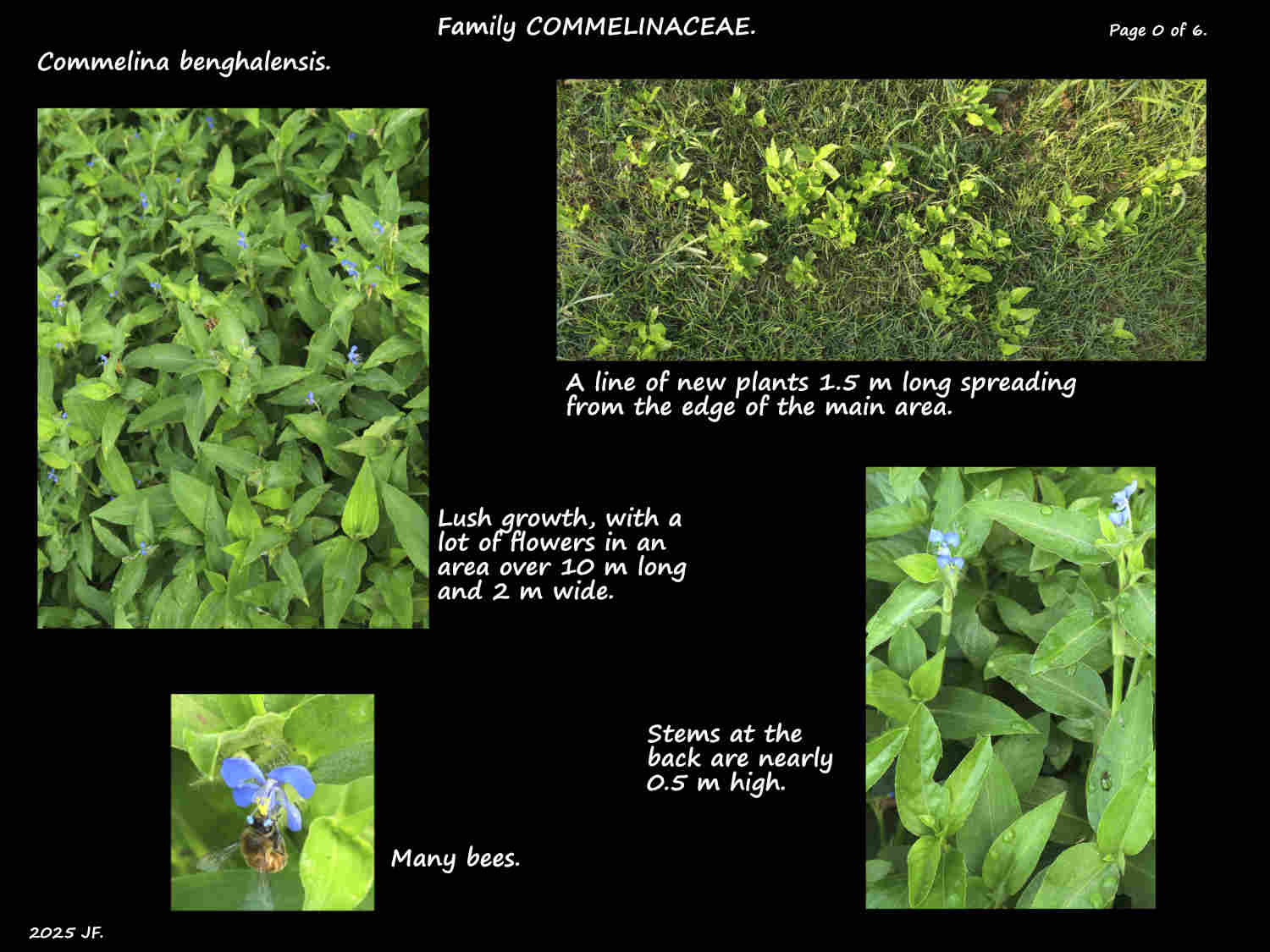 0 Lush growth of Commelina plants