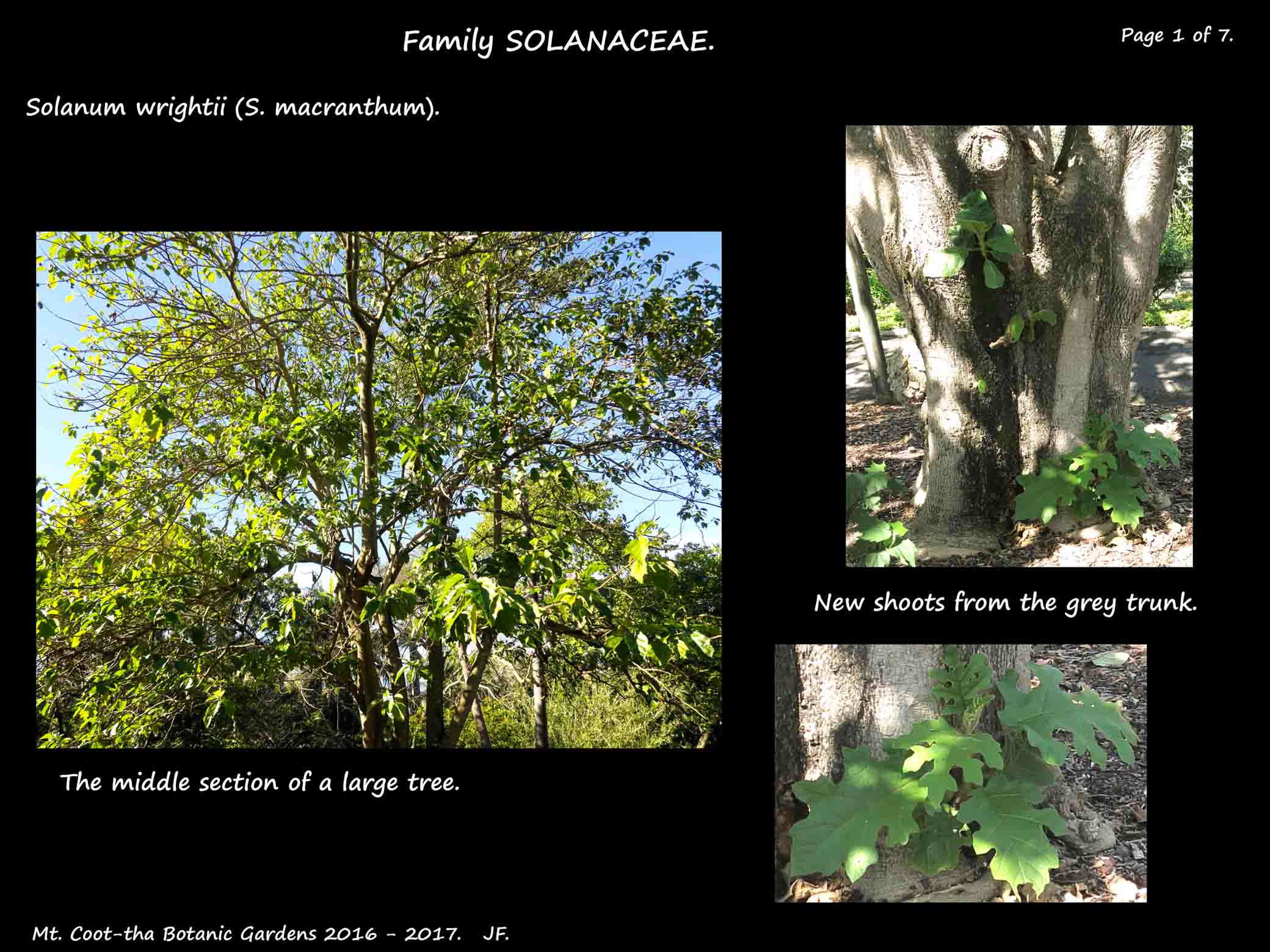 Solanum wrightii - Botany Brisbane