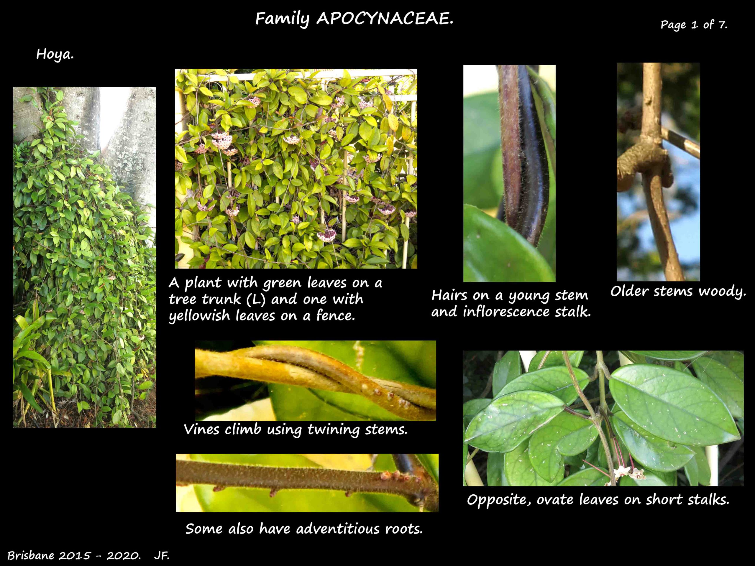 Hoya carnosa - Botany Brisbane