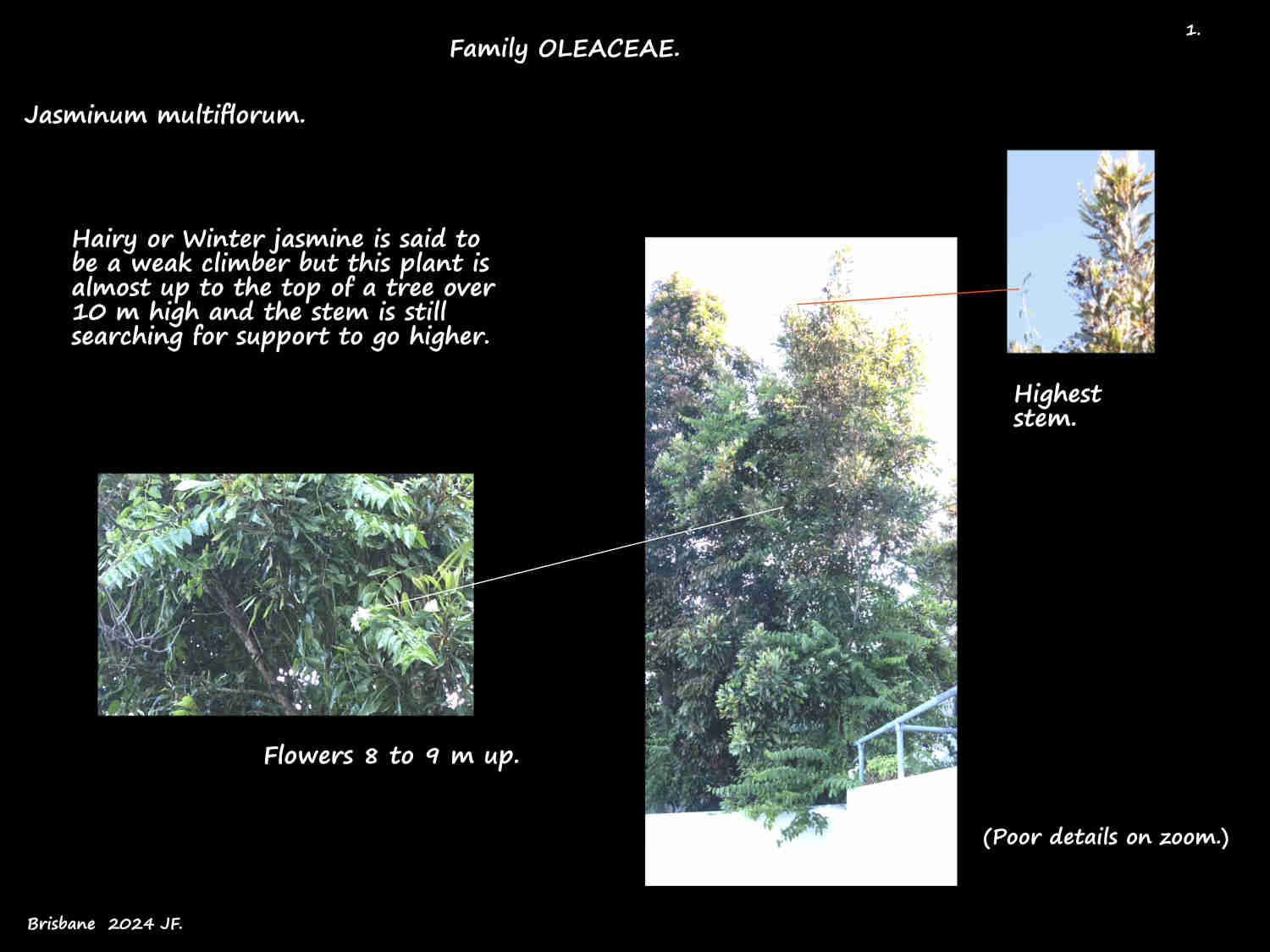 1 A Jasminum multiflorum vine over 10 m high