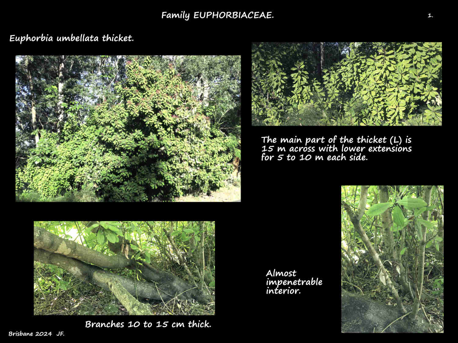 1 A large Euphorbia umbellata thicket