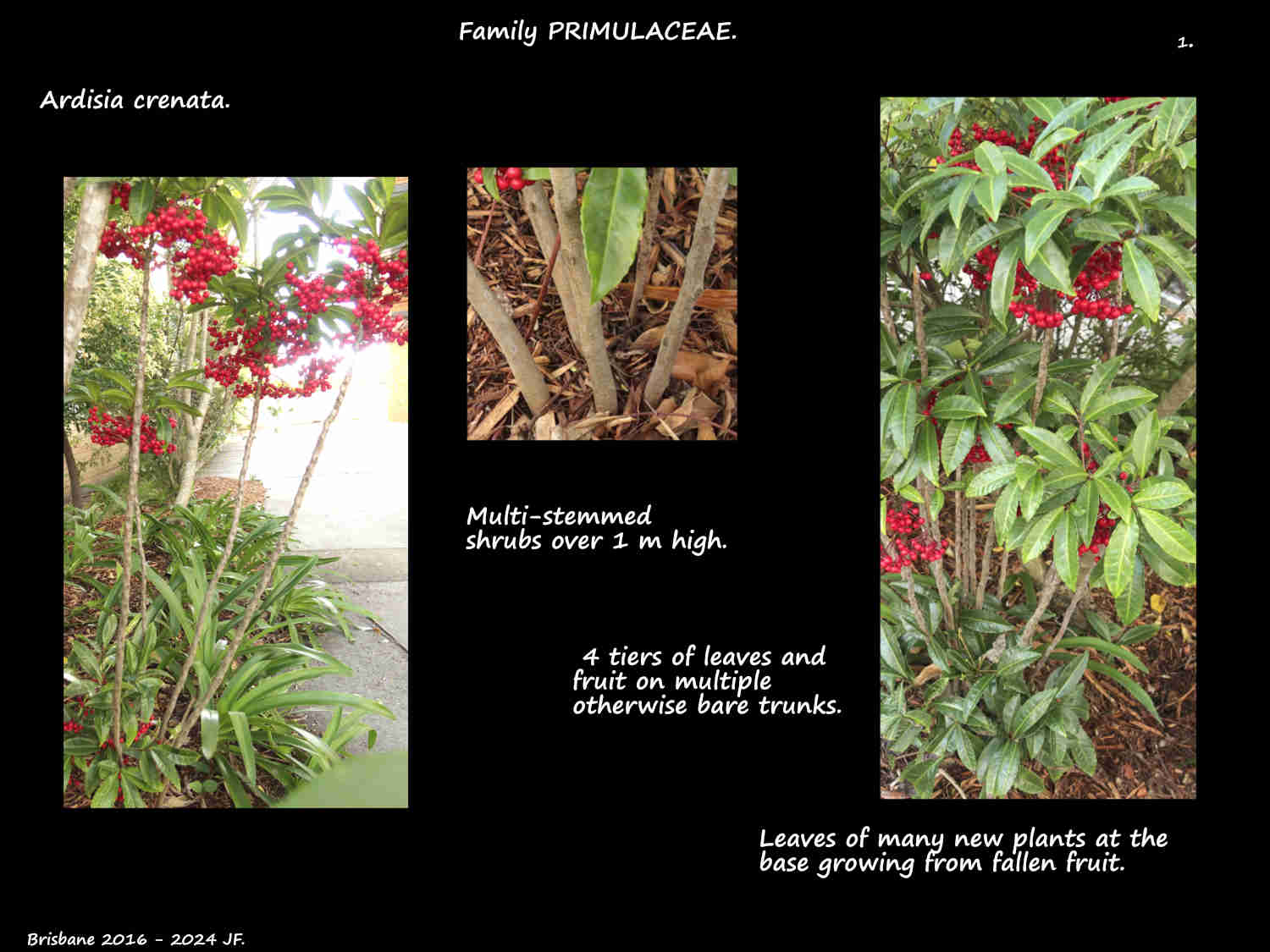 1 Ardisia crenata plants