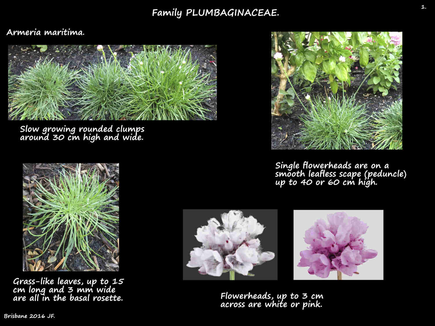 1 Armeria maritima plants & flowers