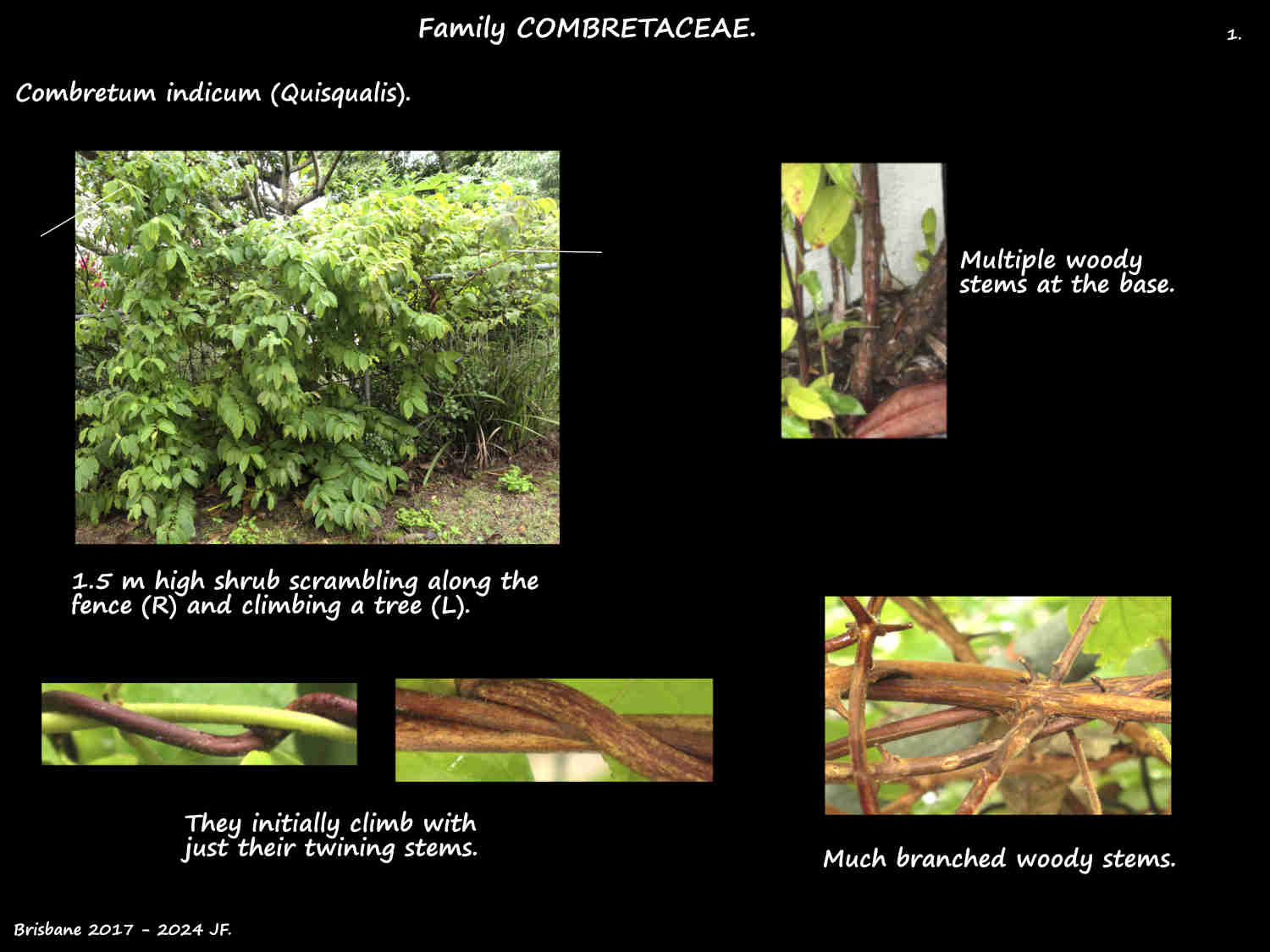 1 Combretum indicum shrub & stems