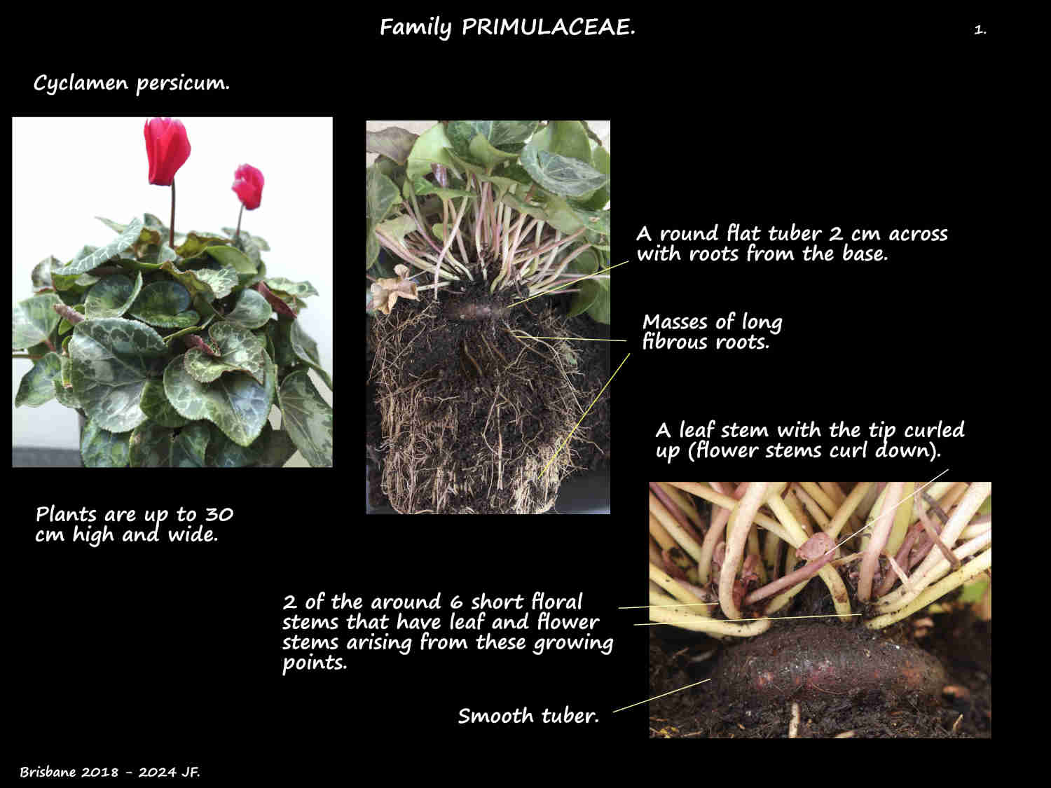 1 Cyclamen persicum plant, tuber & roots