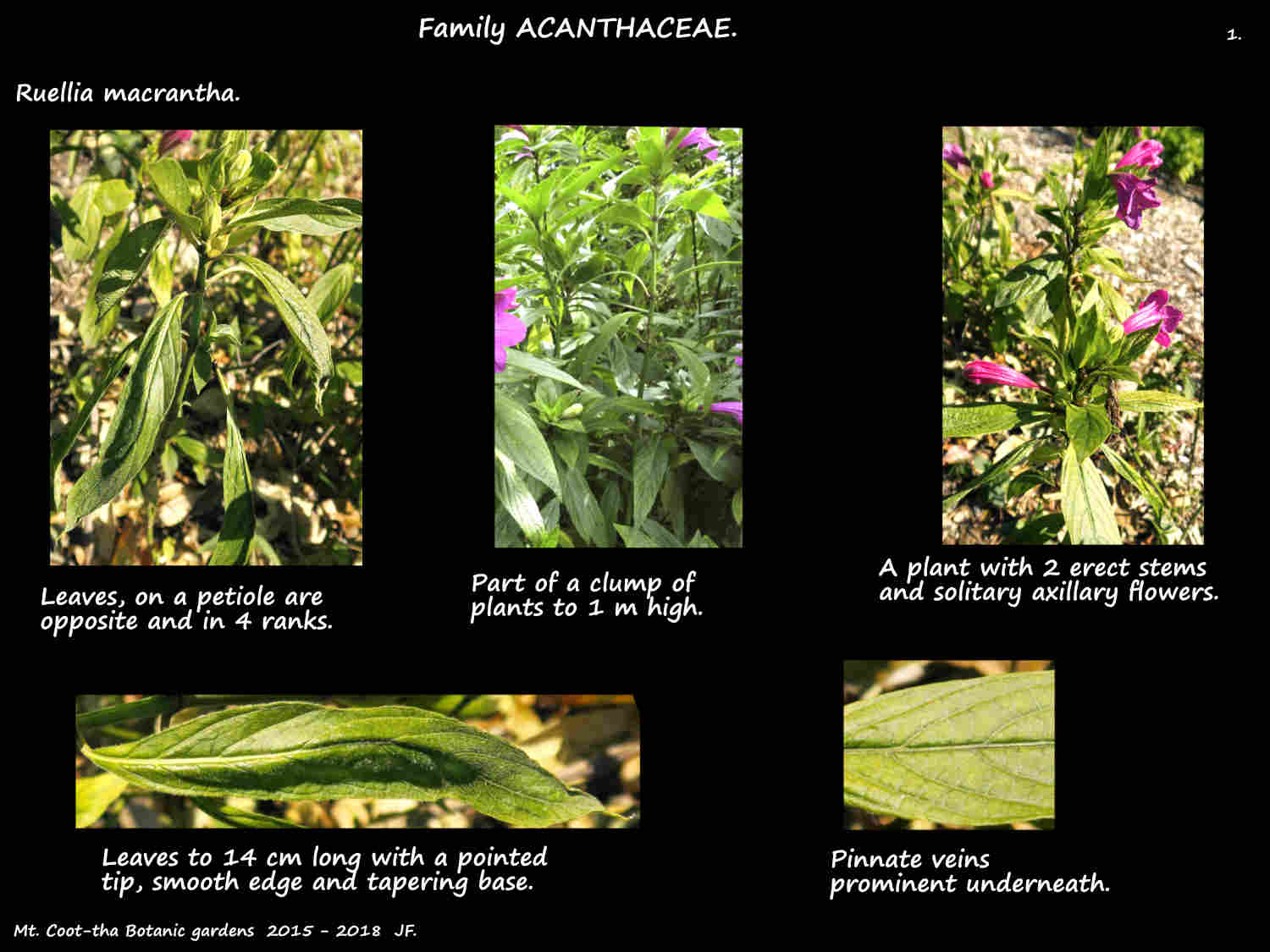 1 Flowers on Ruellia macrantha plants