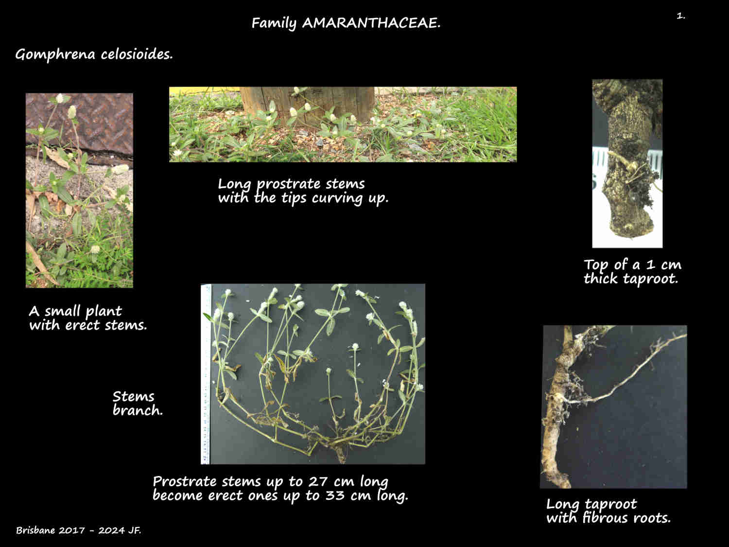 1 Gomphrena celosioides plants & roots