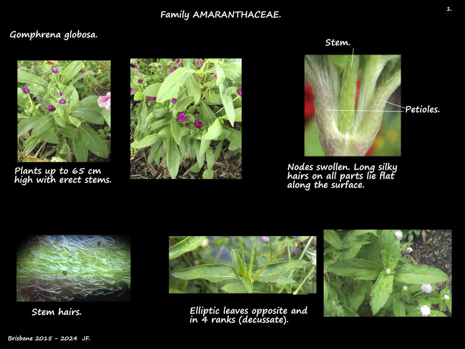 1 Gomphrena globosa plants & hairy stems