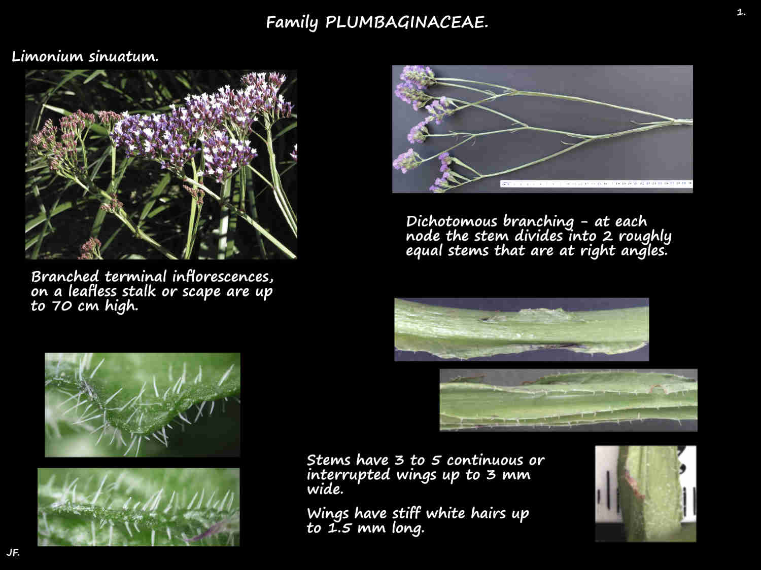 1 Limonium sinuatum inflorescence stems & wings