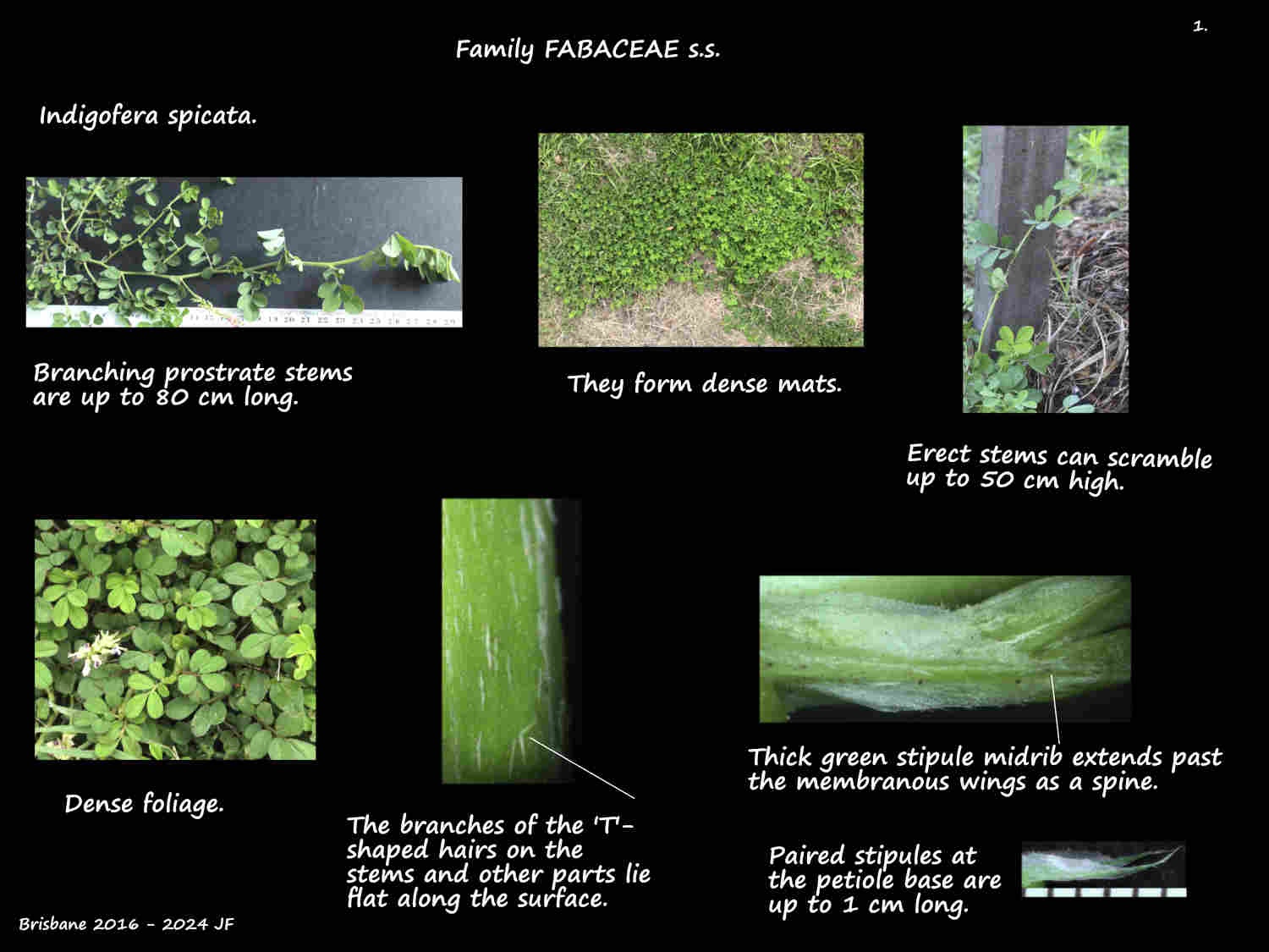 1 Mats of Creeping indigofera & the stipules