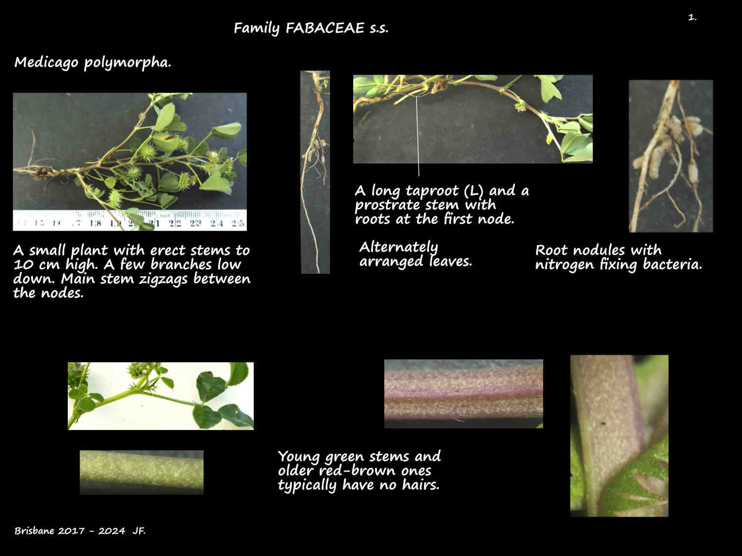 1 Medicago polymorpha plants, roots & stems