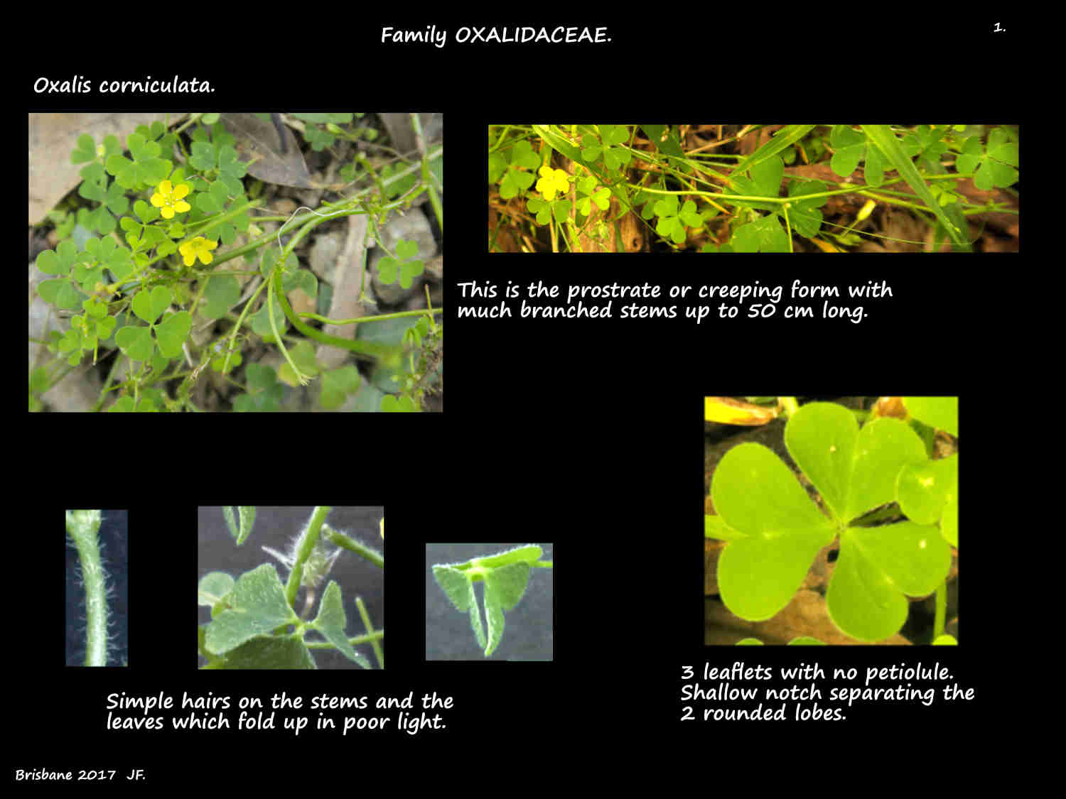 1 Oxalis corniculata plant & leaves