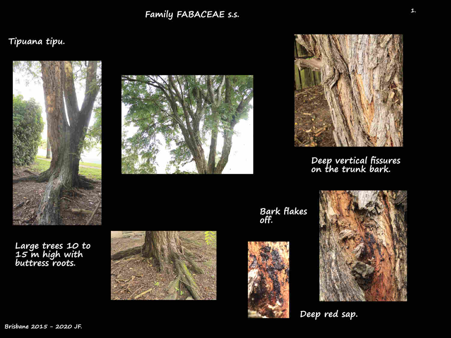 1 Peeling bark & red sap on a Tipuana tipu tree