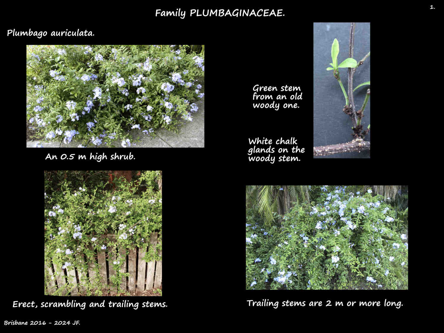 1 Plumbago auriculata shrubs