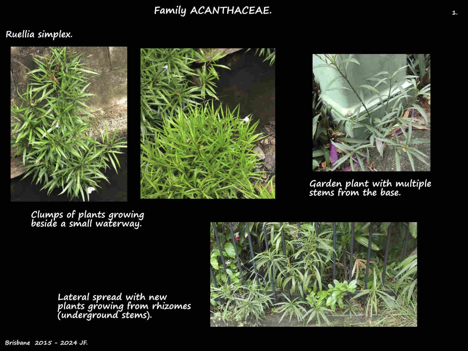 1 Ruellia simplex - Botany Brisbane