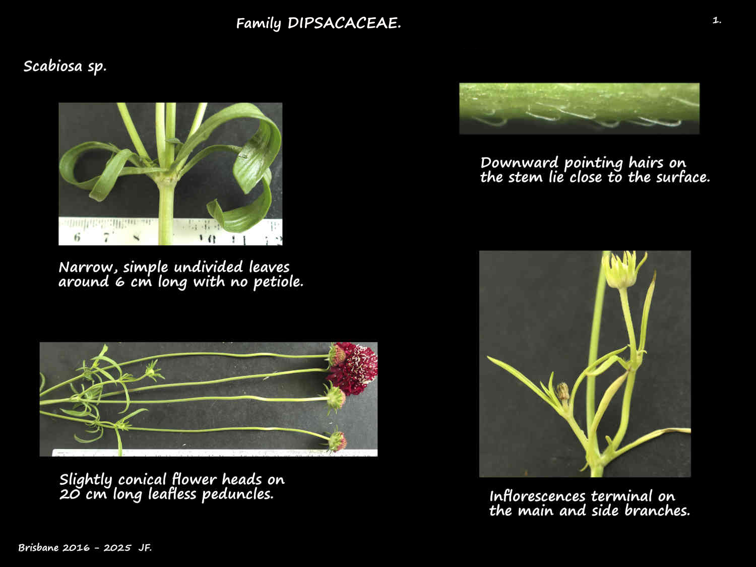 1 Scabiosa inflorescence