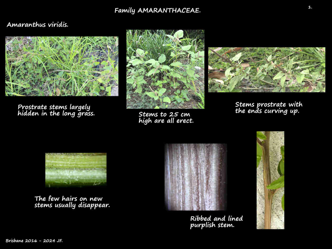 1 Slender Amaranth plants & stems