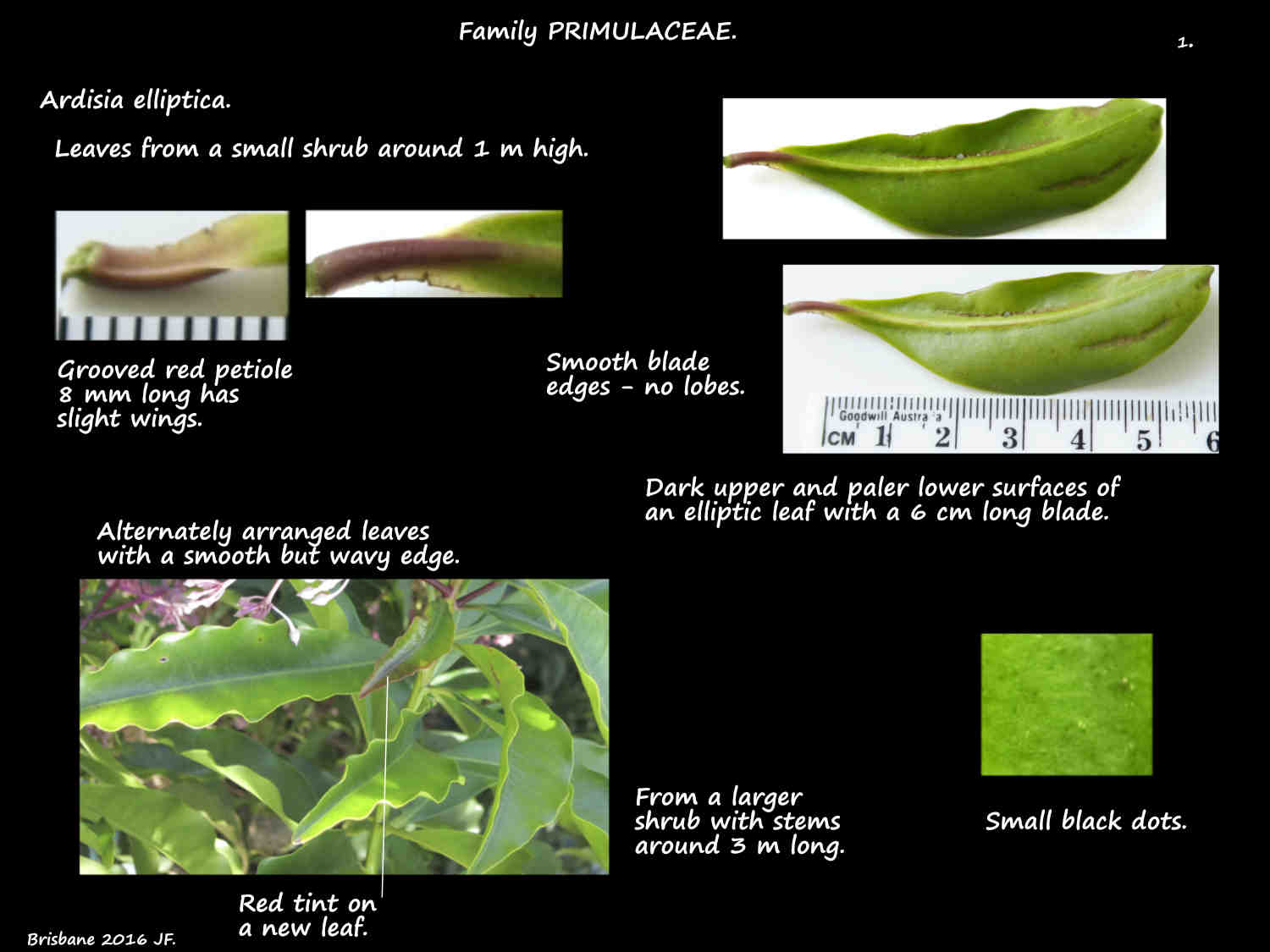 1 Smooth-edged Ardisia elliptica leaves