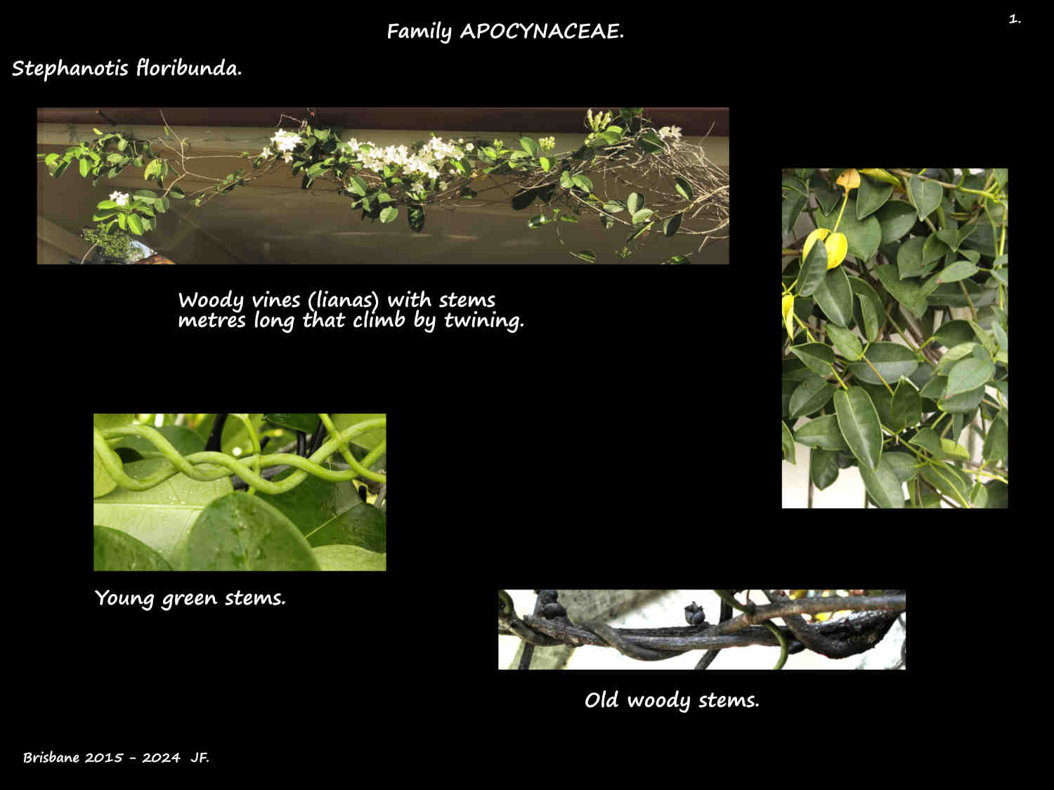 1 Stephanotis floribunda vine & twining stems