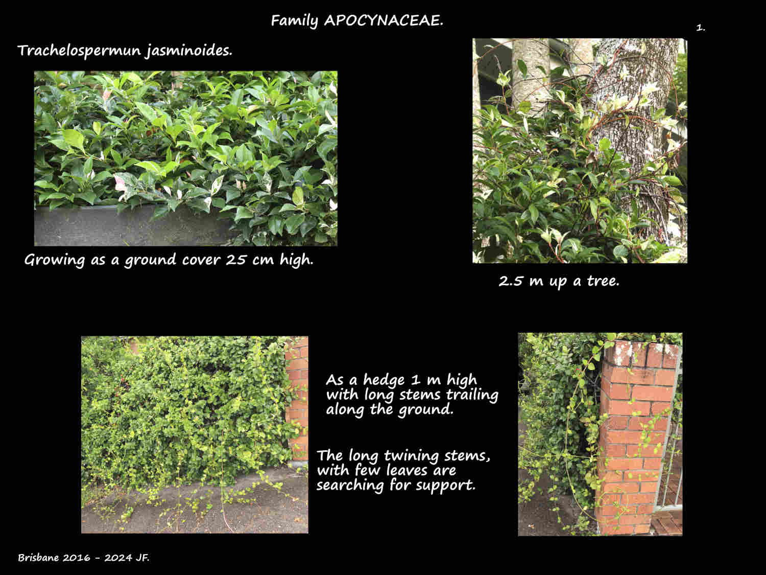 1 Trachelospermum jasminoides plants