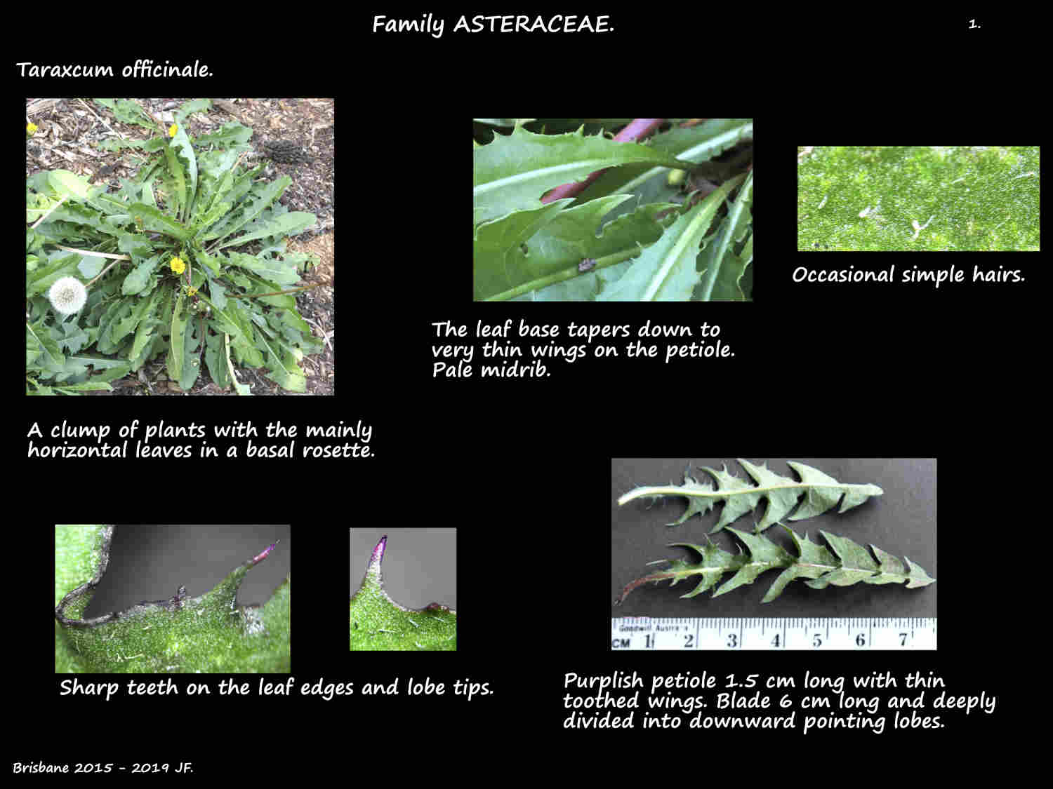 1 Traxacum officinale plants & leaves