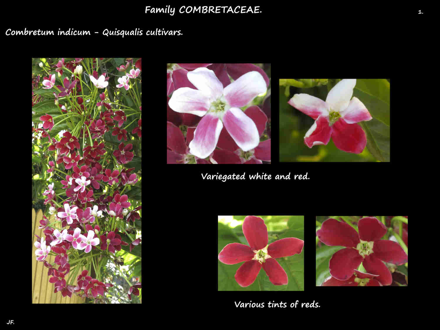 1 Variegated Quisqualis flowers