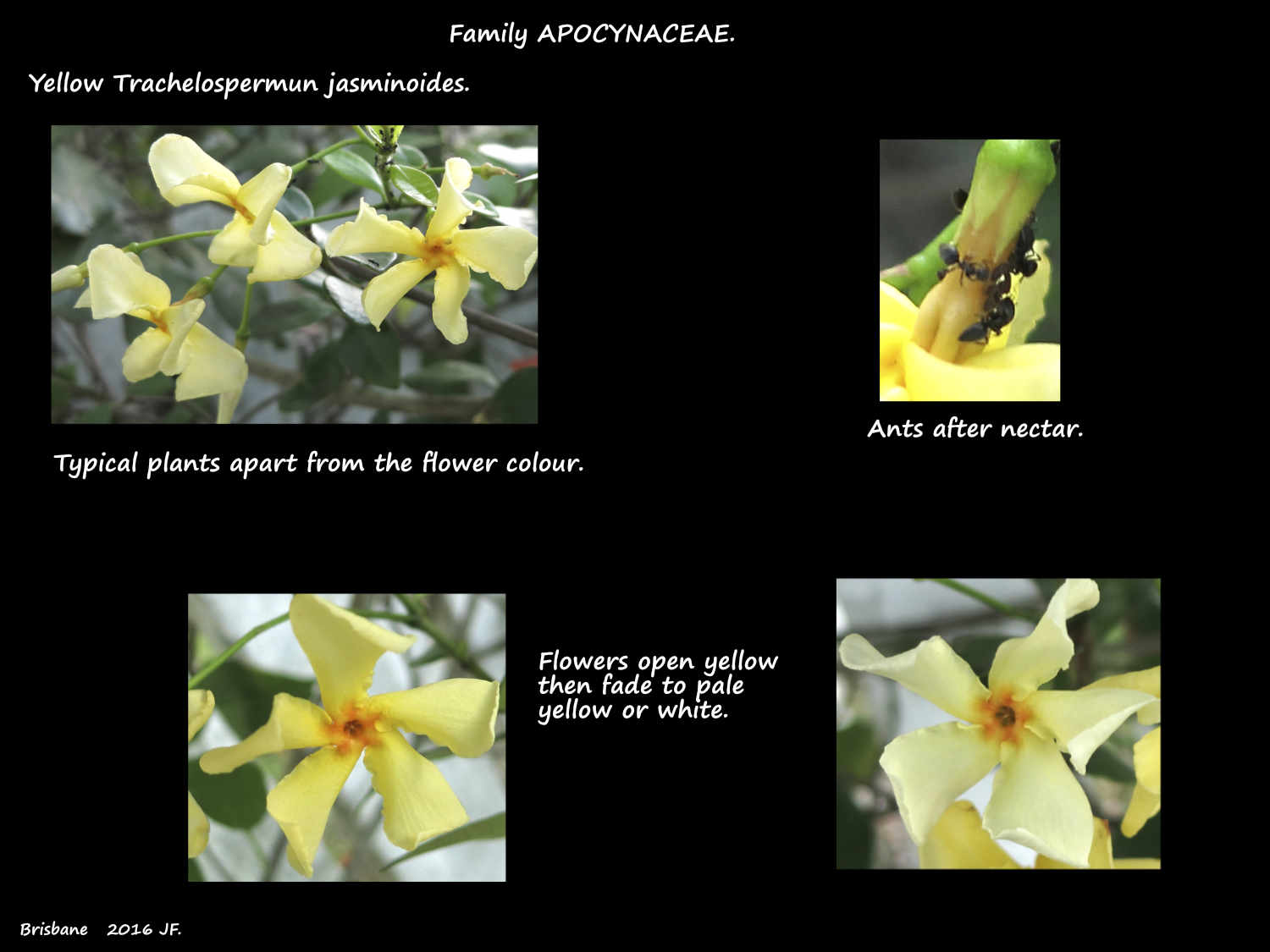 1 Yellow Star jasmine