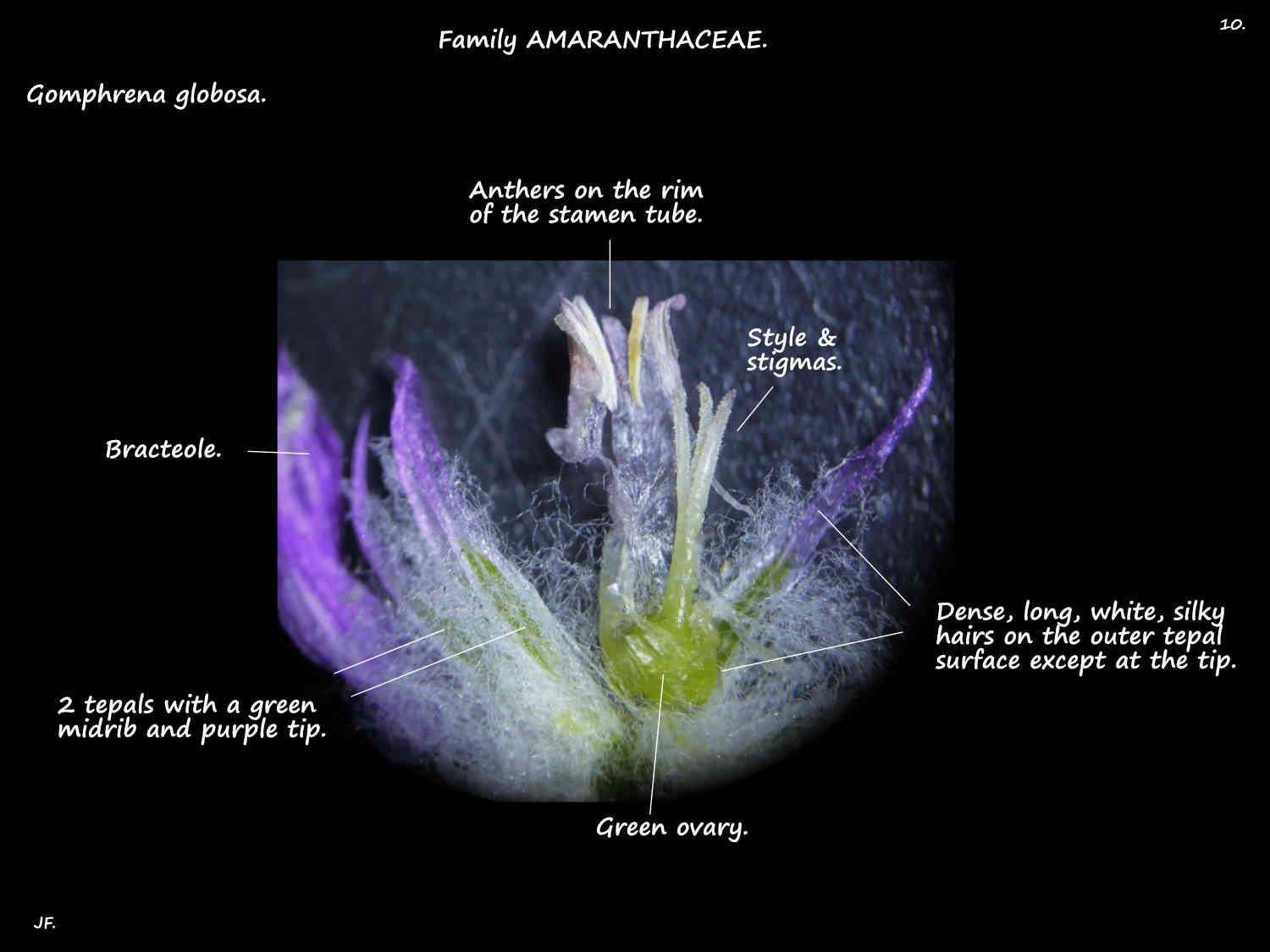 10 A dissected Gomphrena globosa flower