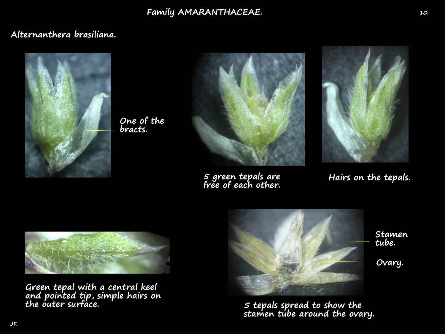 10 Alternanthera brasiliana tepals