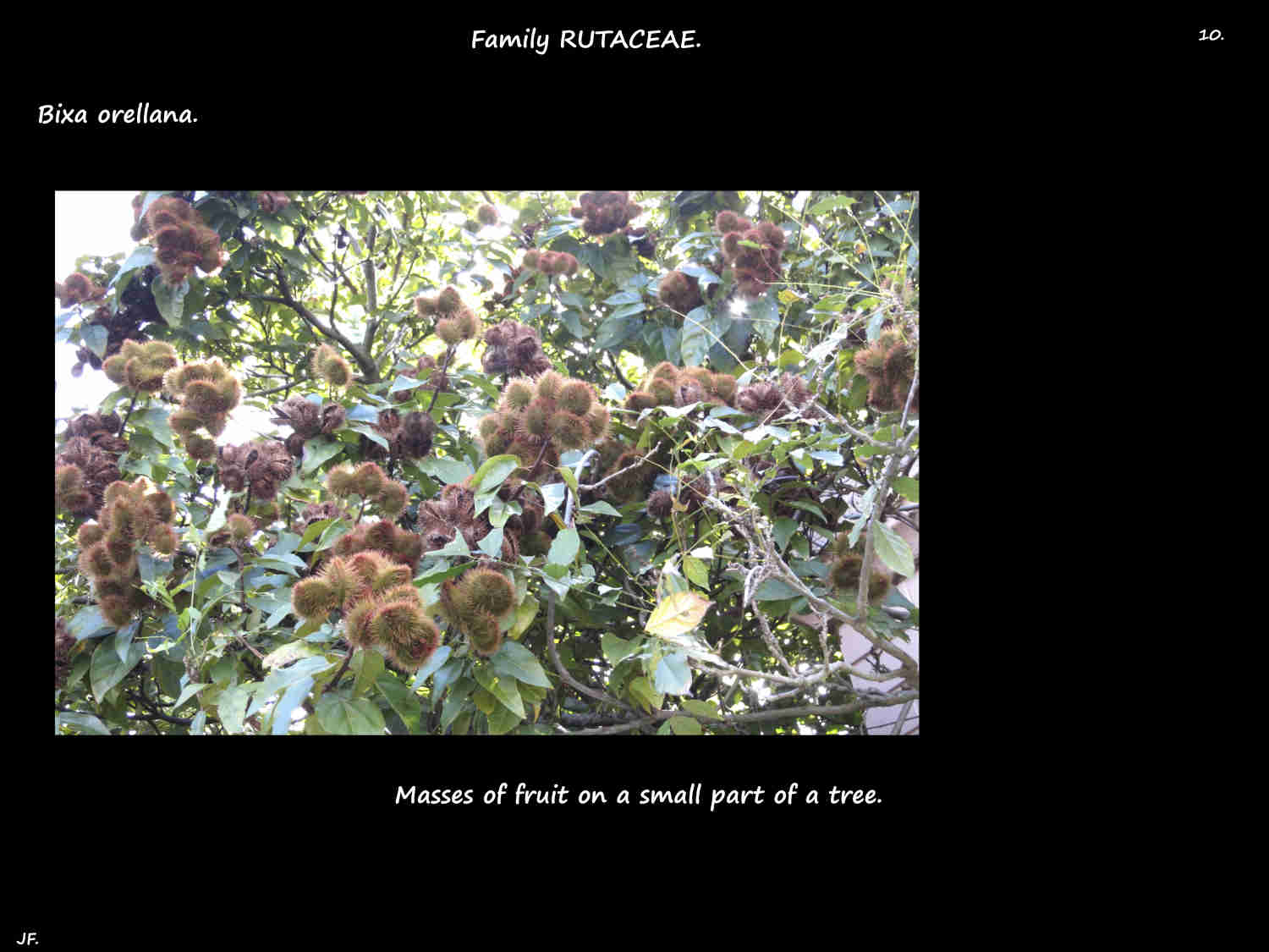 10 Bixa orellana tree covered in capsules