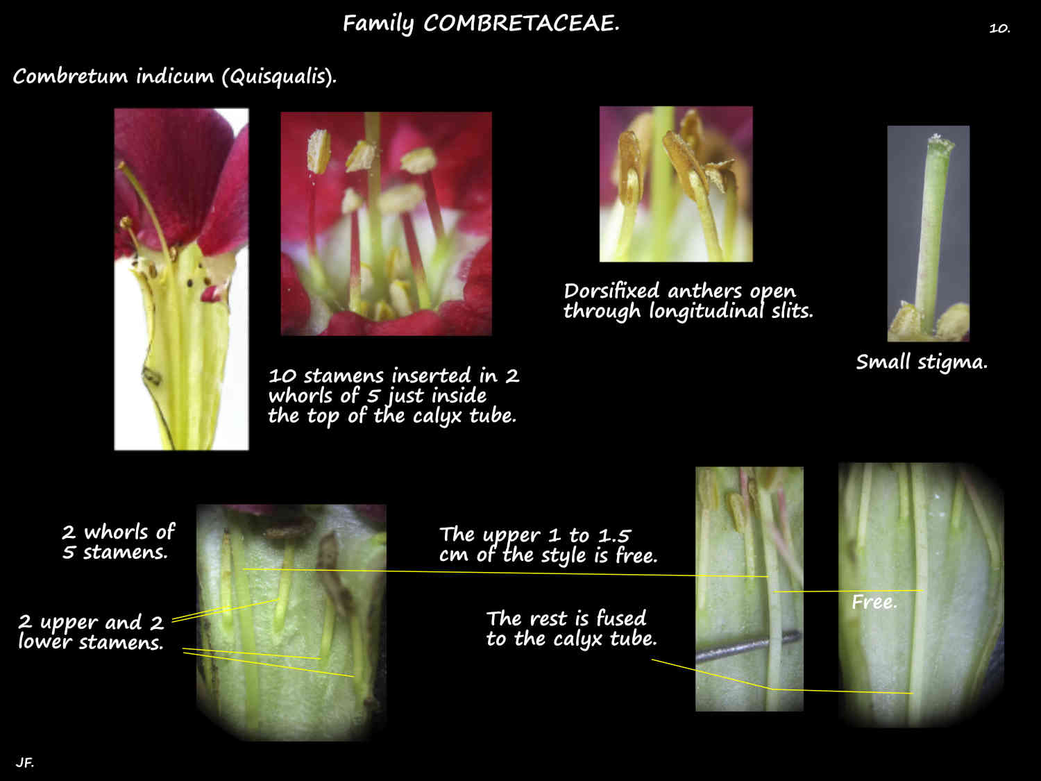 10 Combretum indicum stamens, style & stigma