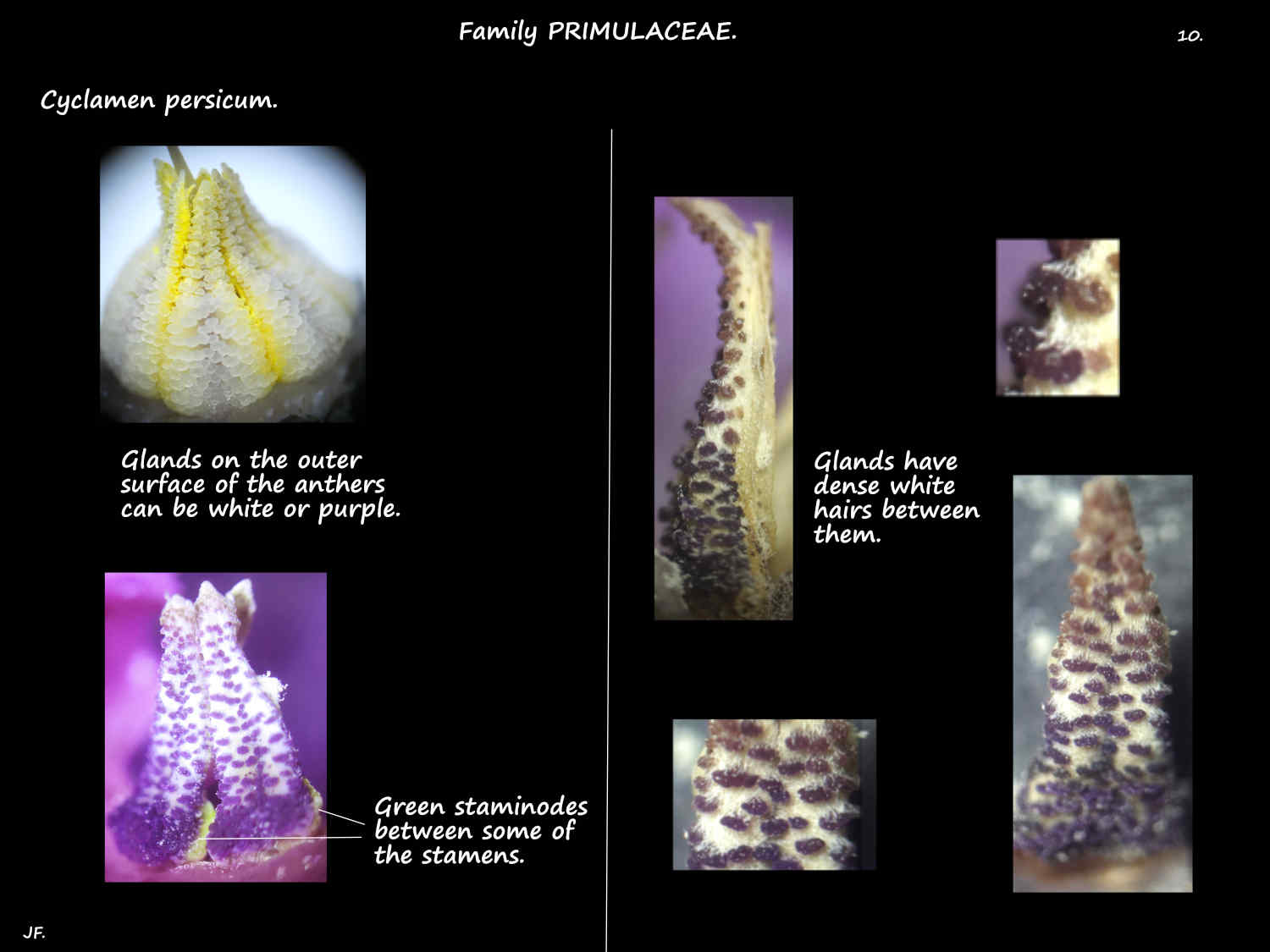 10 Cyclamen staminodes & anther glands