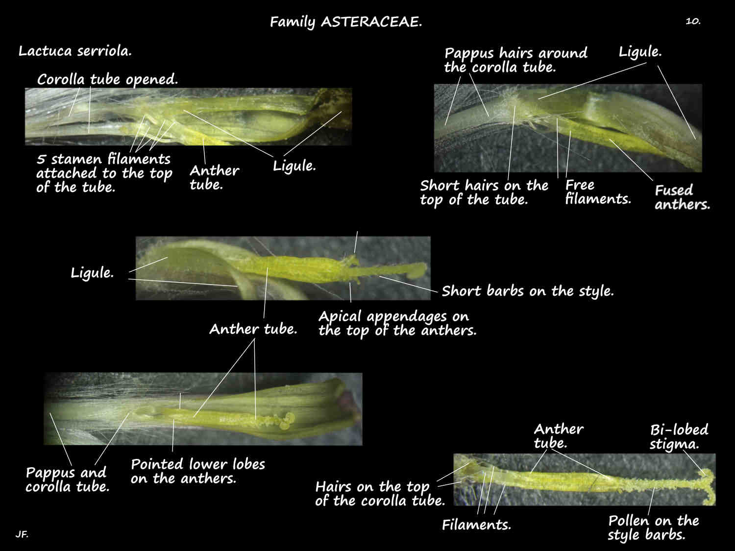 10 Lactuca serriola stamens