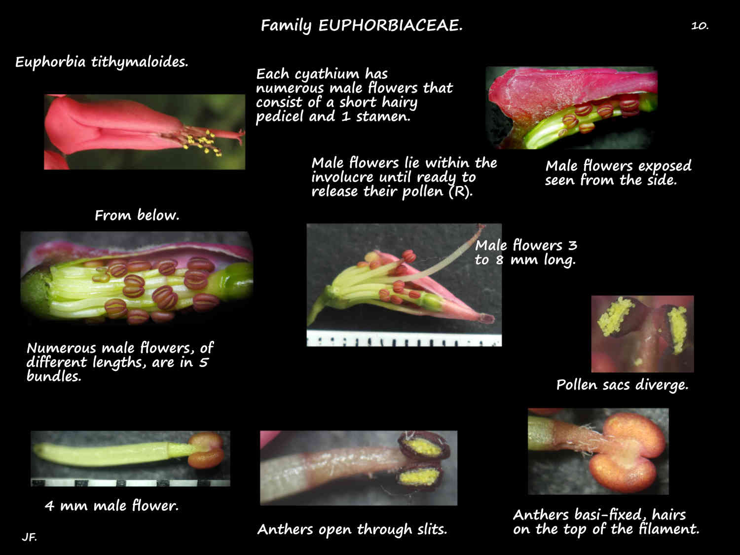 10 Male Euphorbia tithymaloides flowers