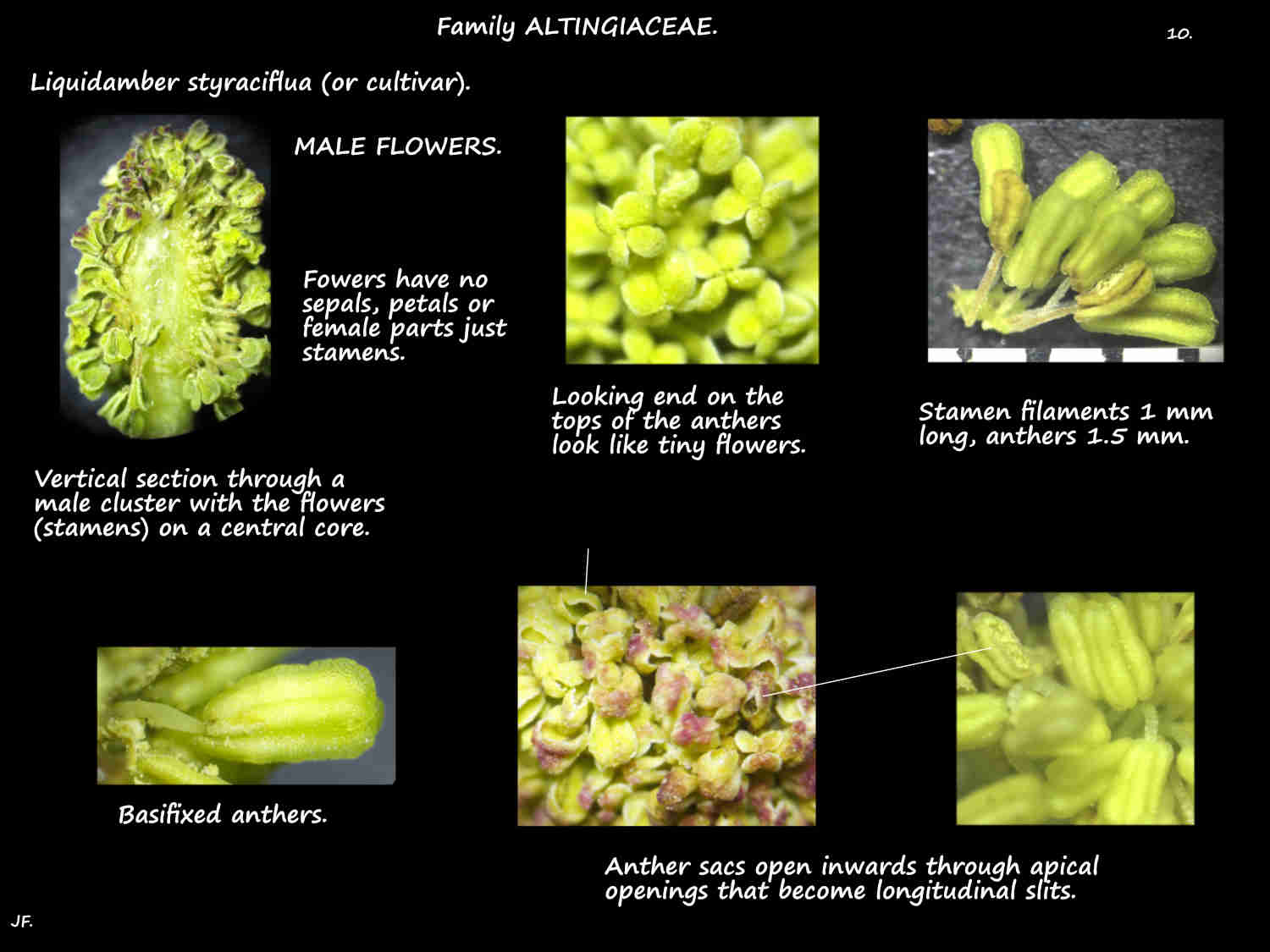 10 Male Liquidambar styraciflua flowers