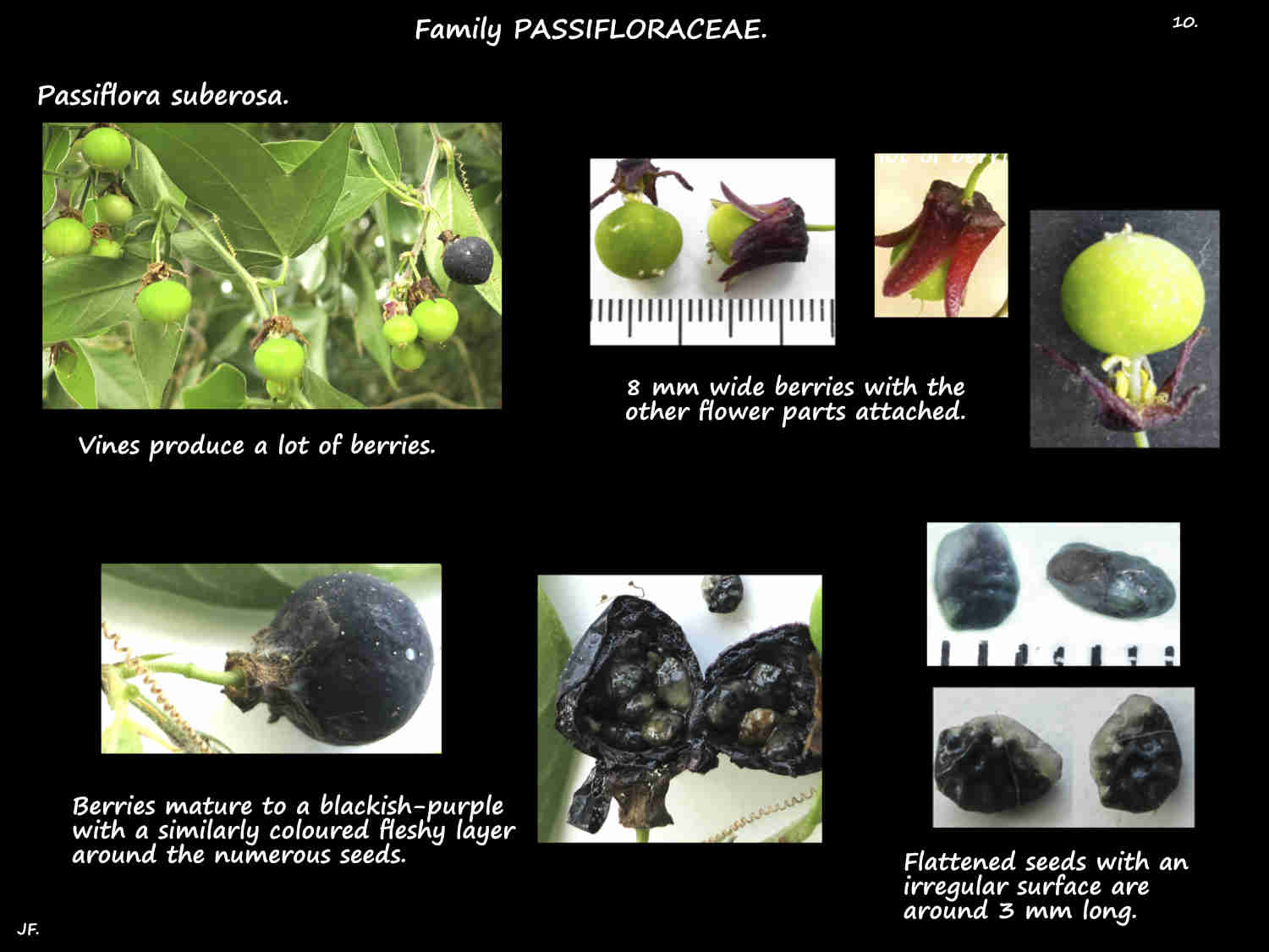 10 Passiflora suberosa berries & seeds