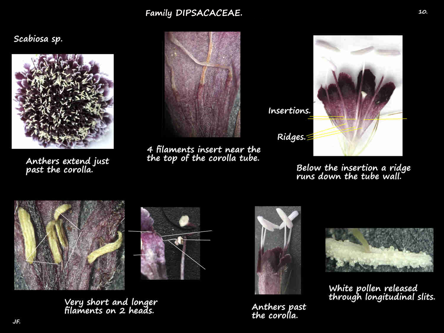 10 Scabiosa stamens