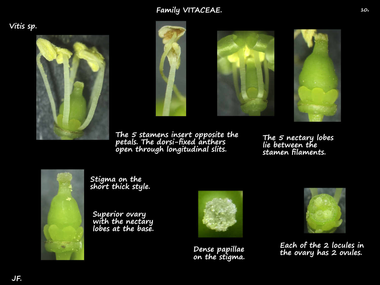 10 Vitus stamens, nectaries & ovary