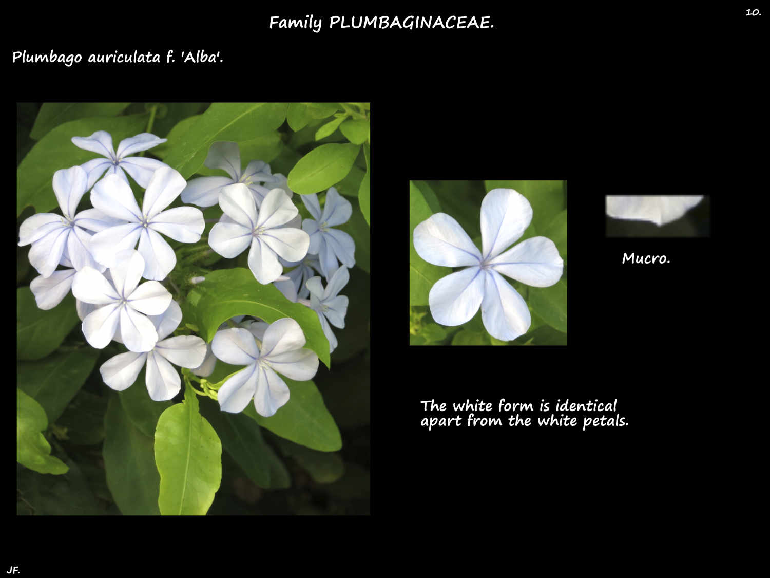 10 White Plumbago auriculata