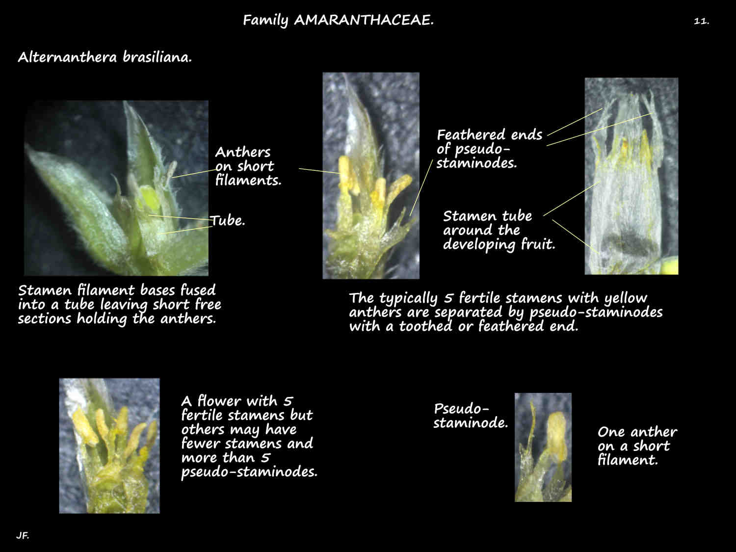 11 Alternanthera brasiliana stamens