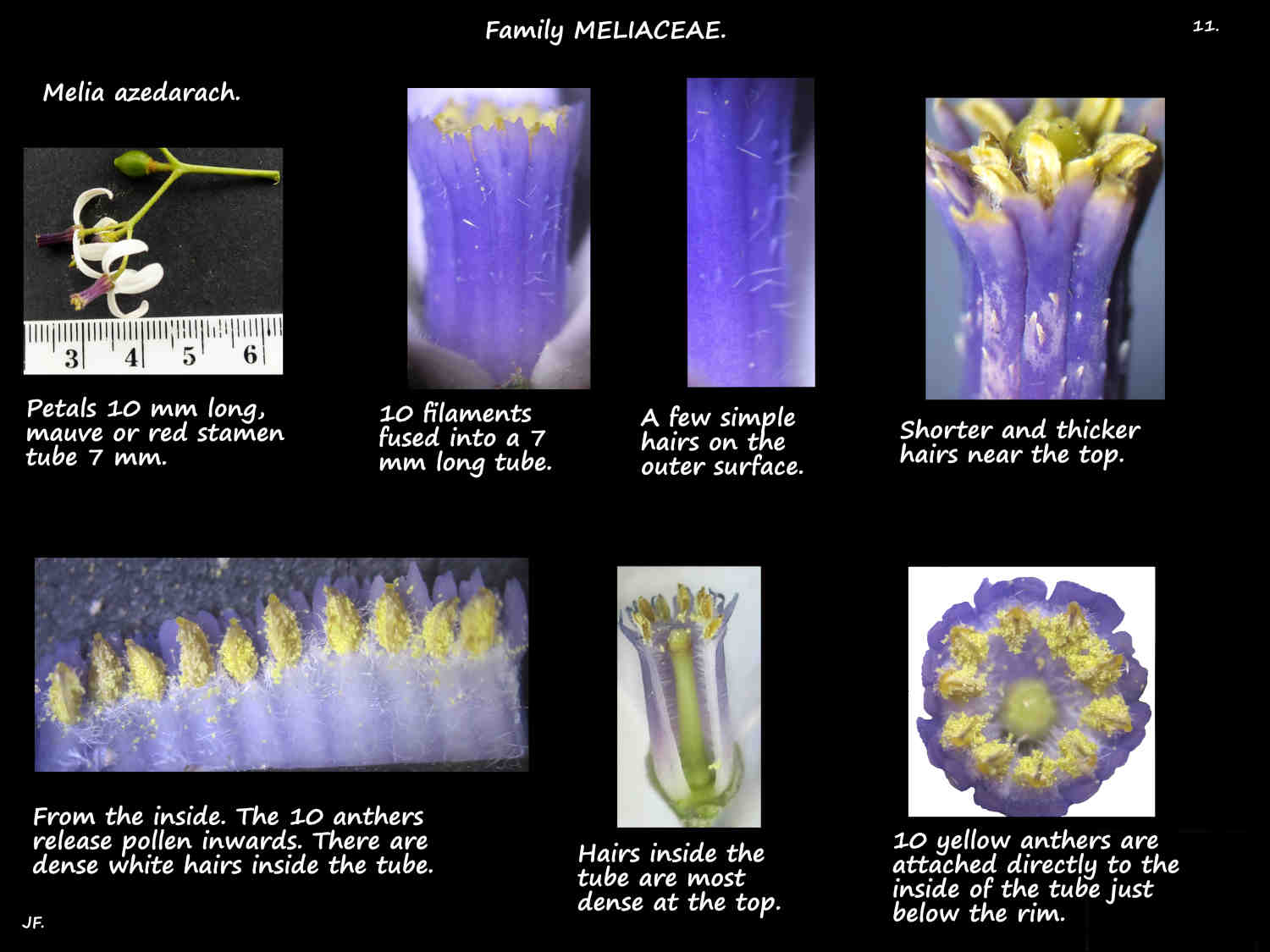 11 Anthers on the Melia azedarach stamen tube