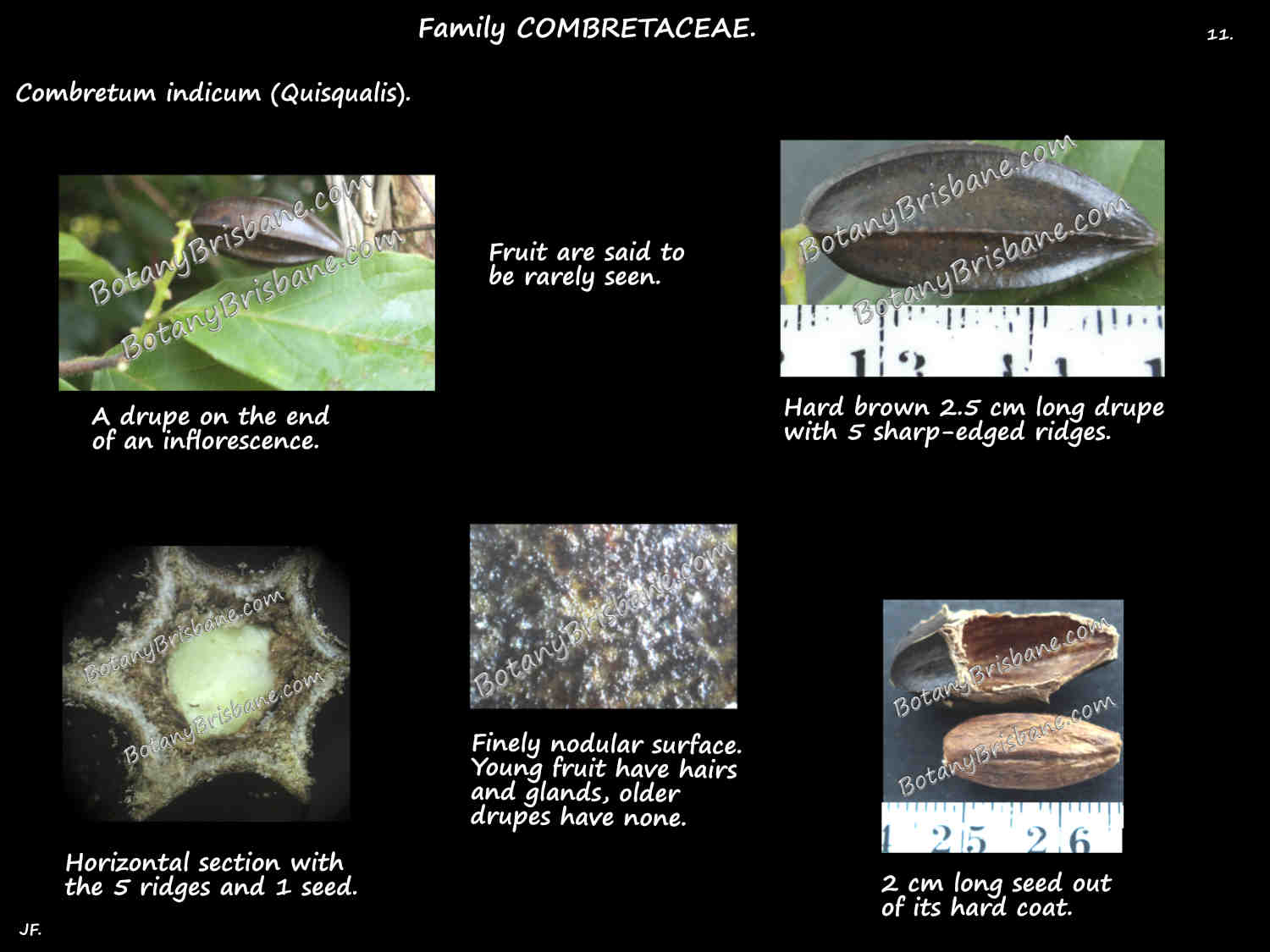 11 Combretum indicum drupe & seed