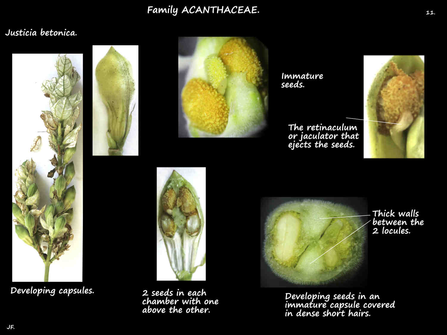 11 Developing Justicia betonica seeds