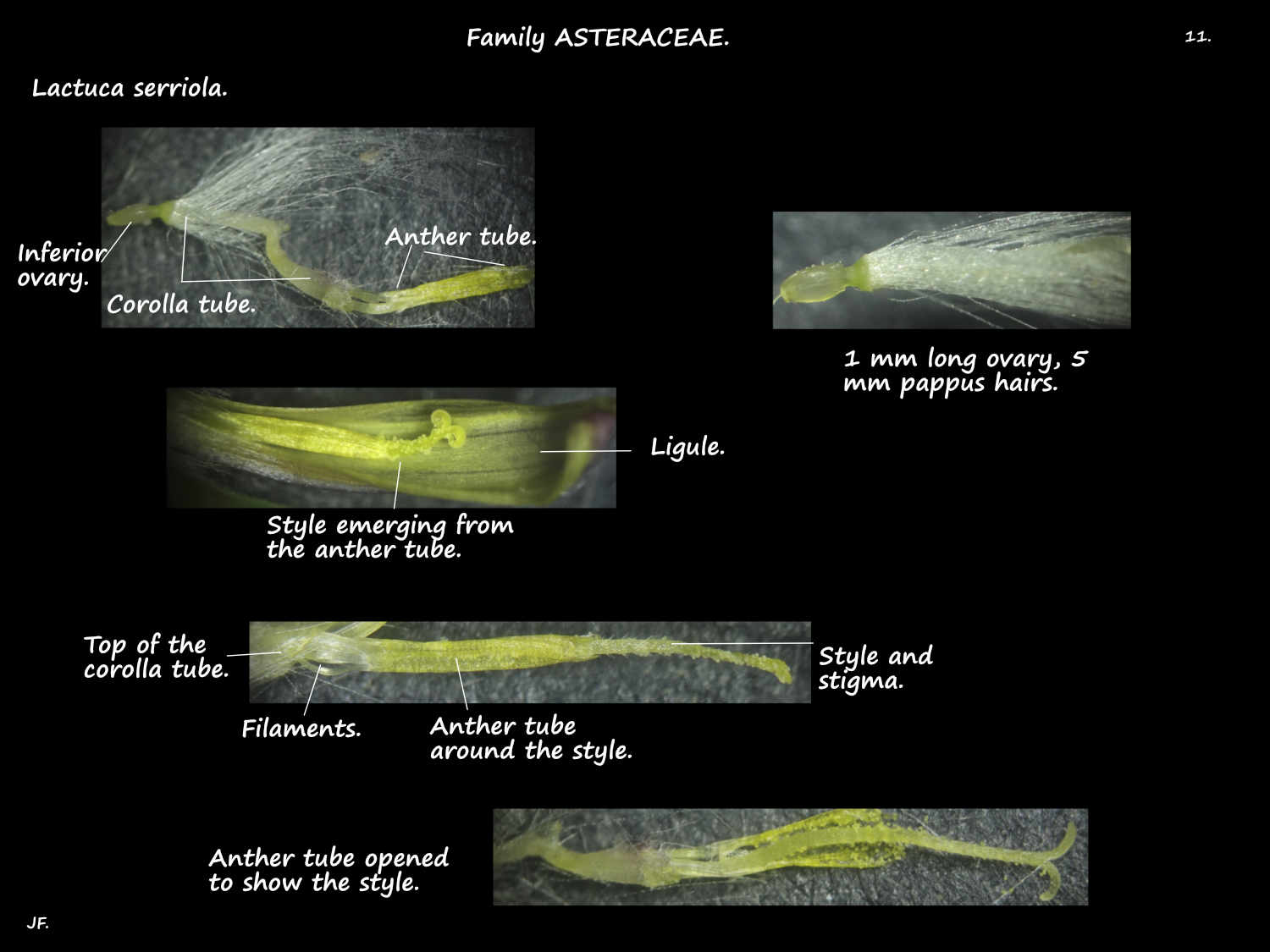 11 Lactuca serriola ovary, style & stigma