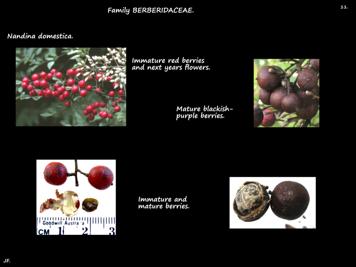 11 Nandina berries