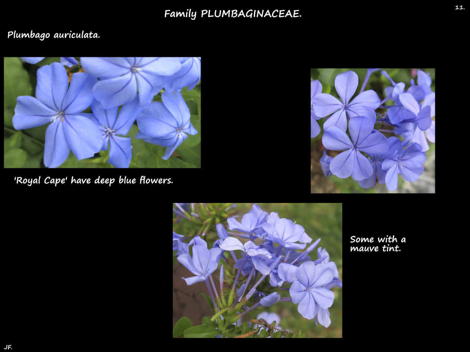 11 Plumbago auriculata cultivars