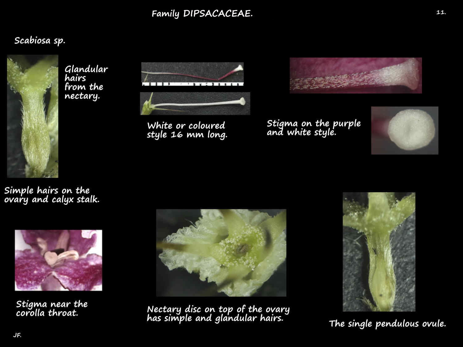 11 Scabiosa ovary & style