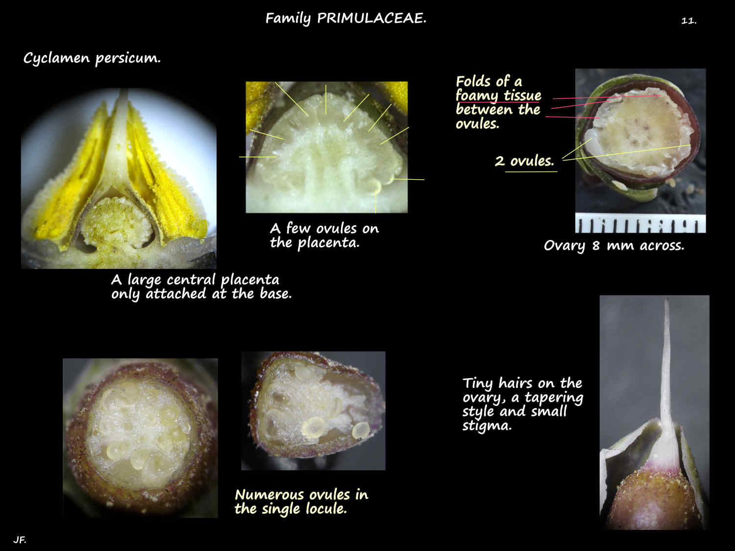 11 Single locule Cyclamen ovary