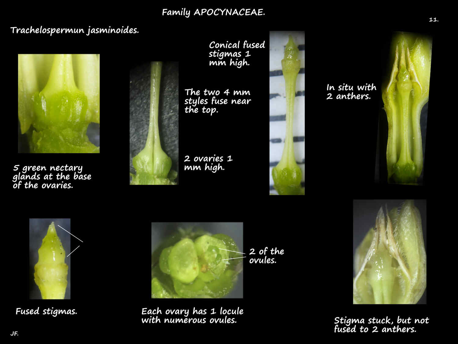 11 Star jasmine ovaries, styles & stigmas