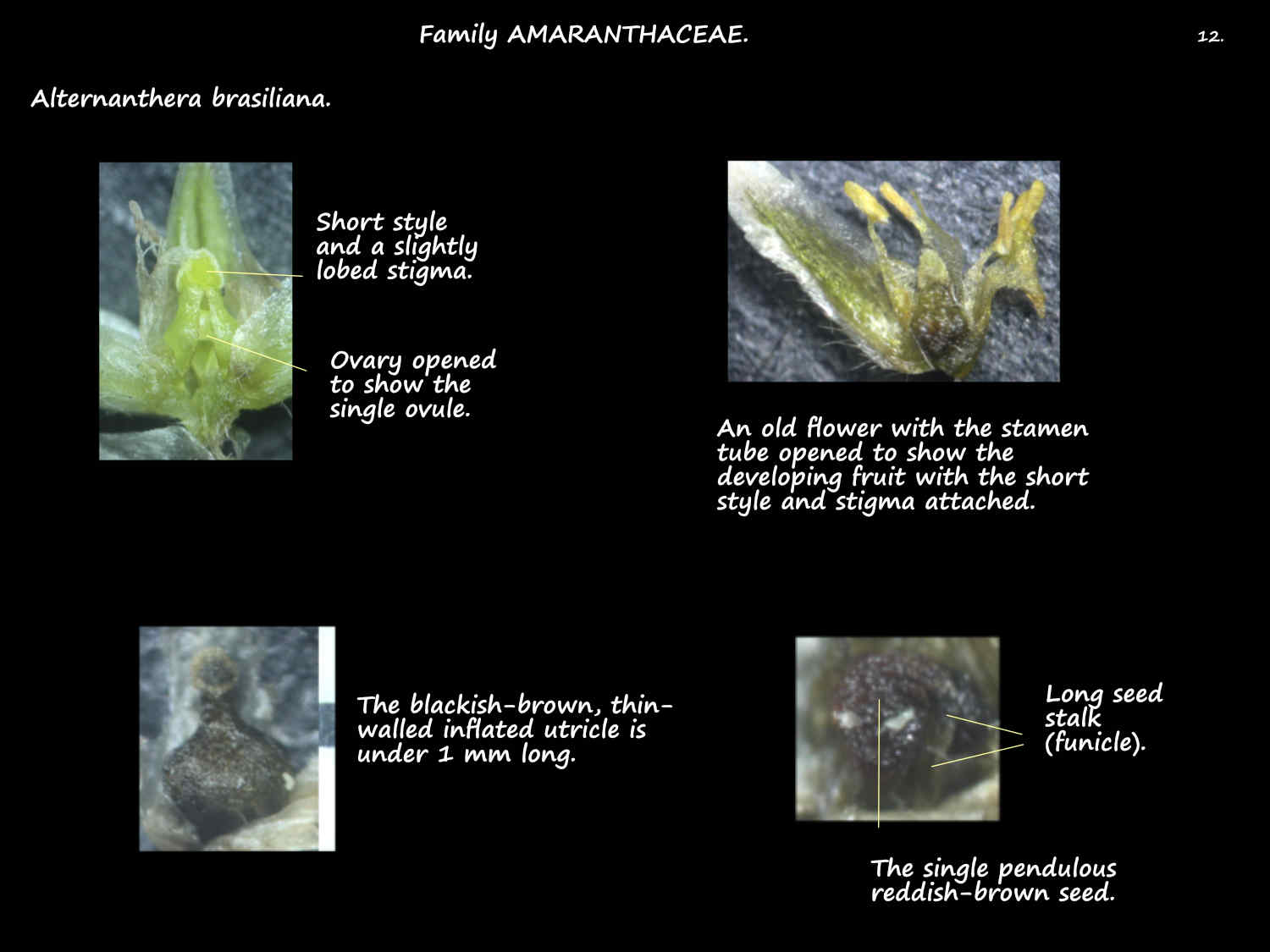 12 Alternanthera brasiliana ovary & fruit